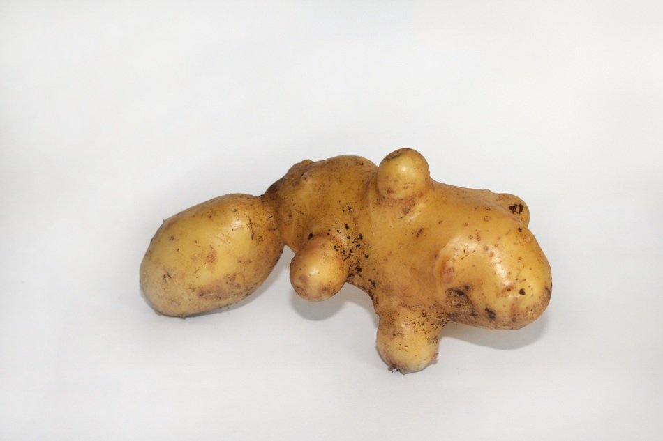 potatoes with growths