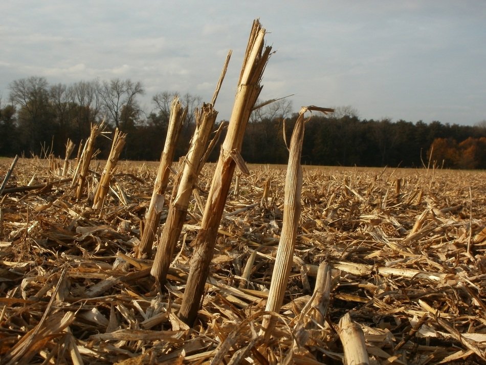 corn stalks on harvested field at autumn