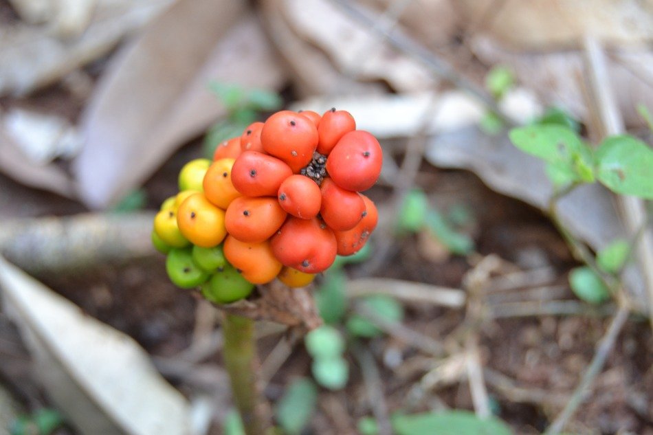 rare colorful fruit on the stem