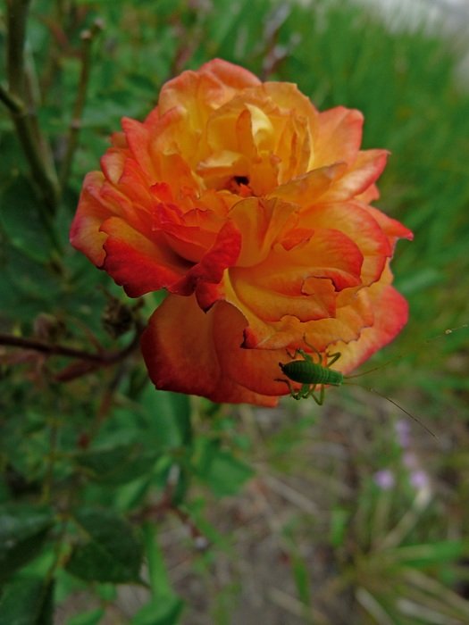 green insect on orange rose