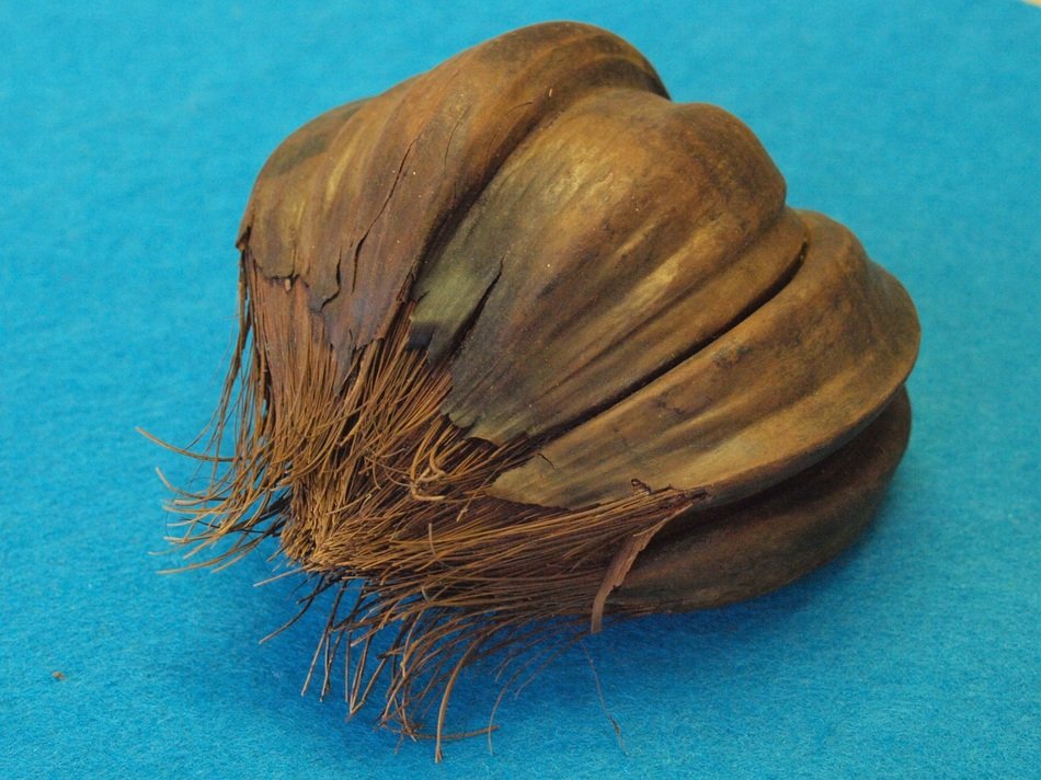 nypa fruits
