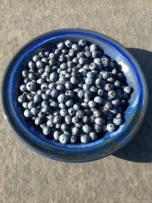 Blueberries in the bowl in summer