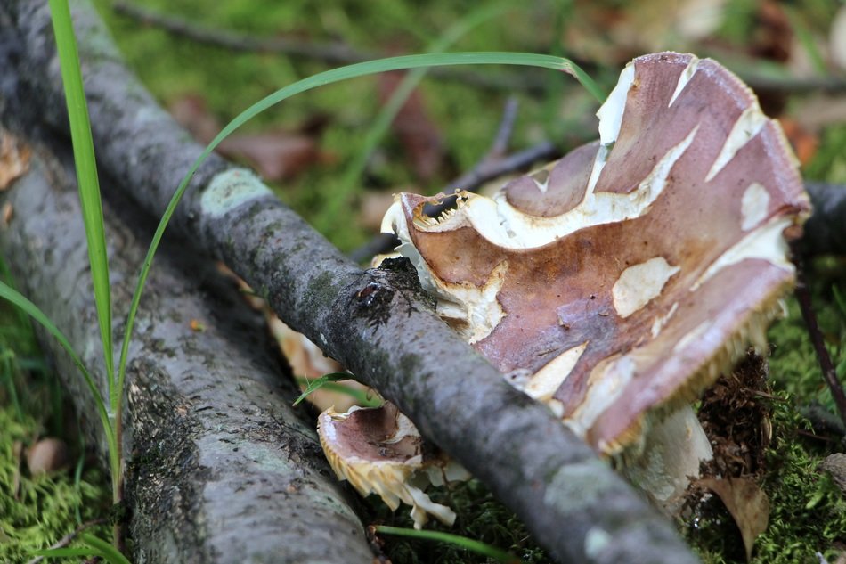 dry branch on a mushroom in the forest