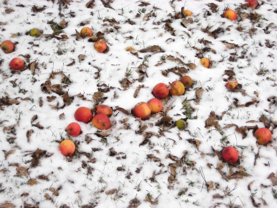 apples in a snowy meadow