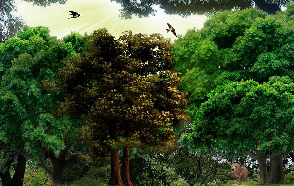 birds and bear in the rainforest