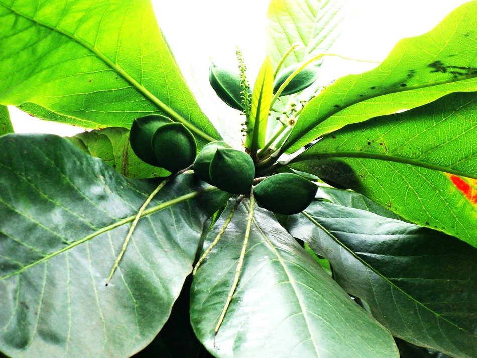 green almonds on leaves