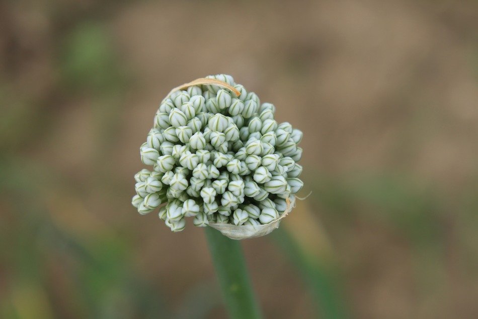 the seeds of green onions