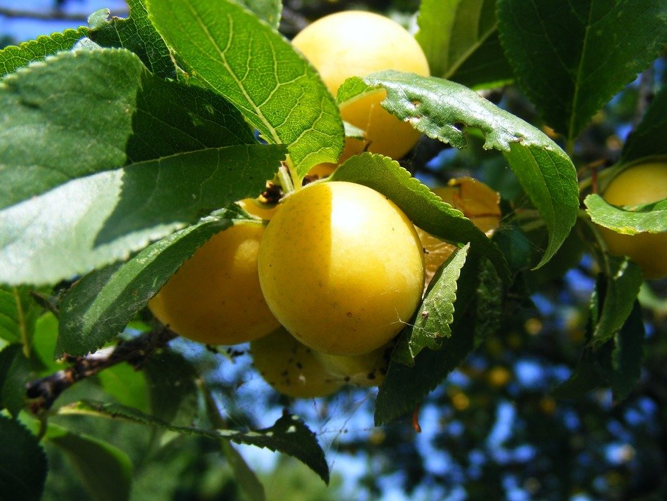 yellow sweet plums on the tree