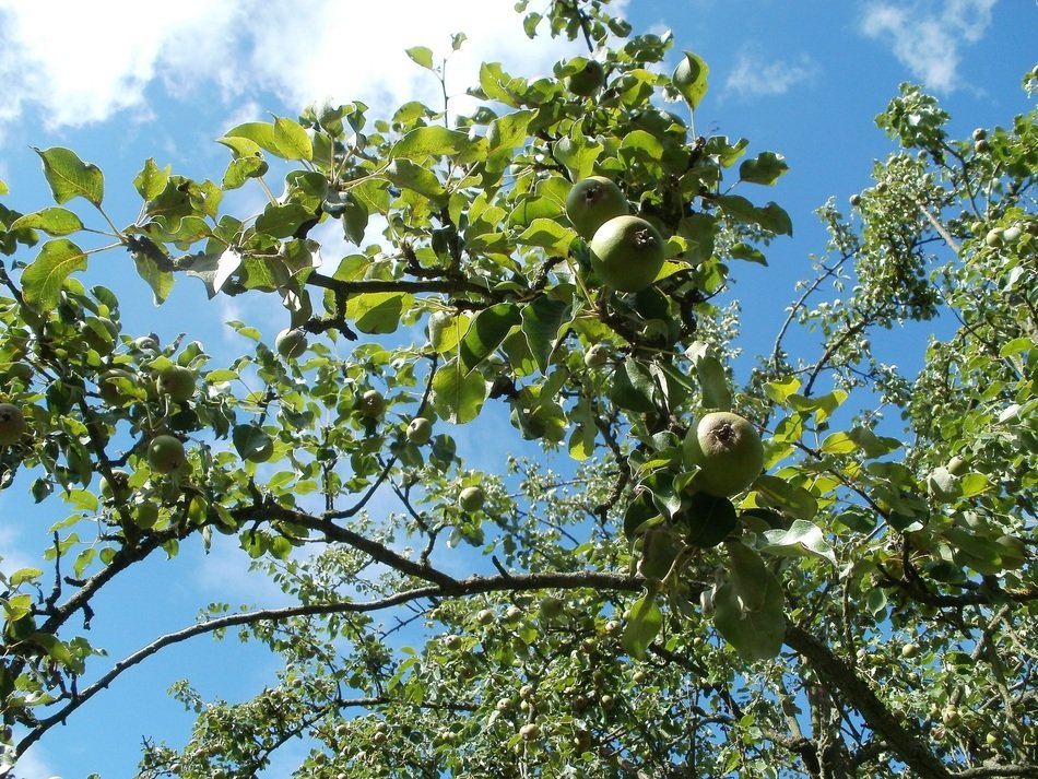 Green pears are on pear tree