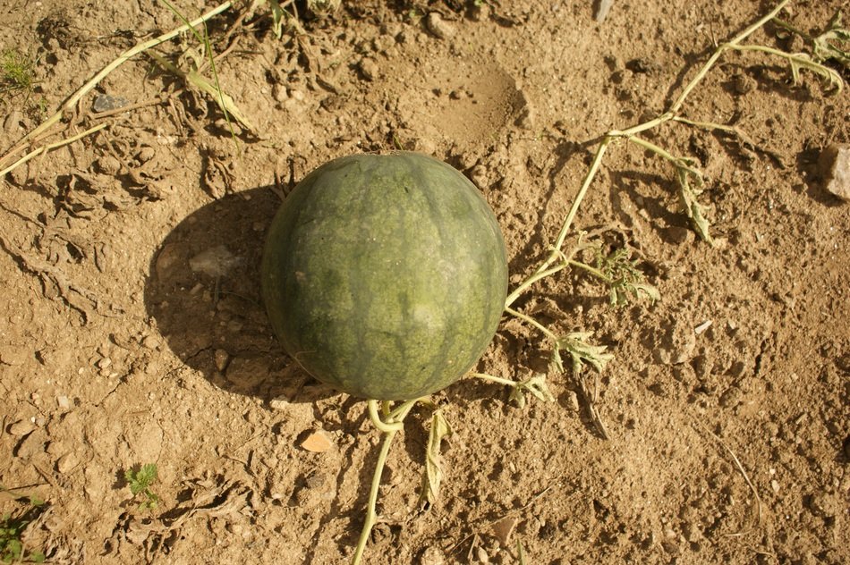 green watermelon on the ground