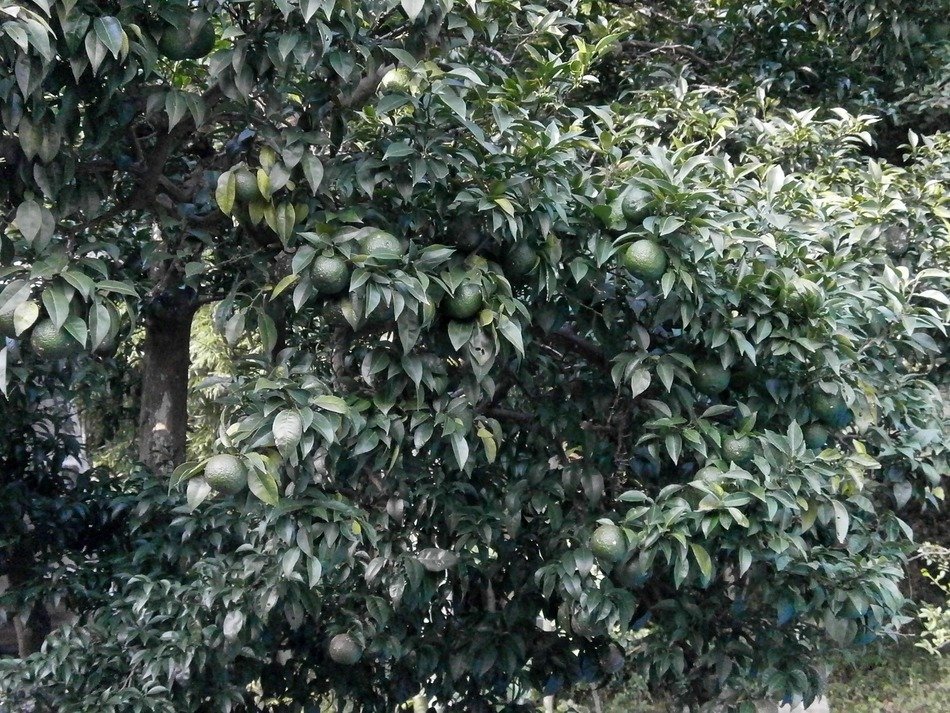 citron Bush with green fruits