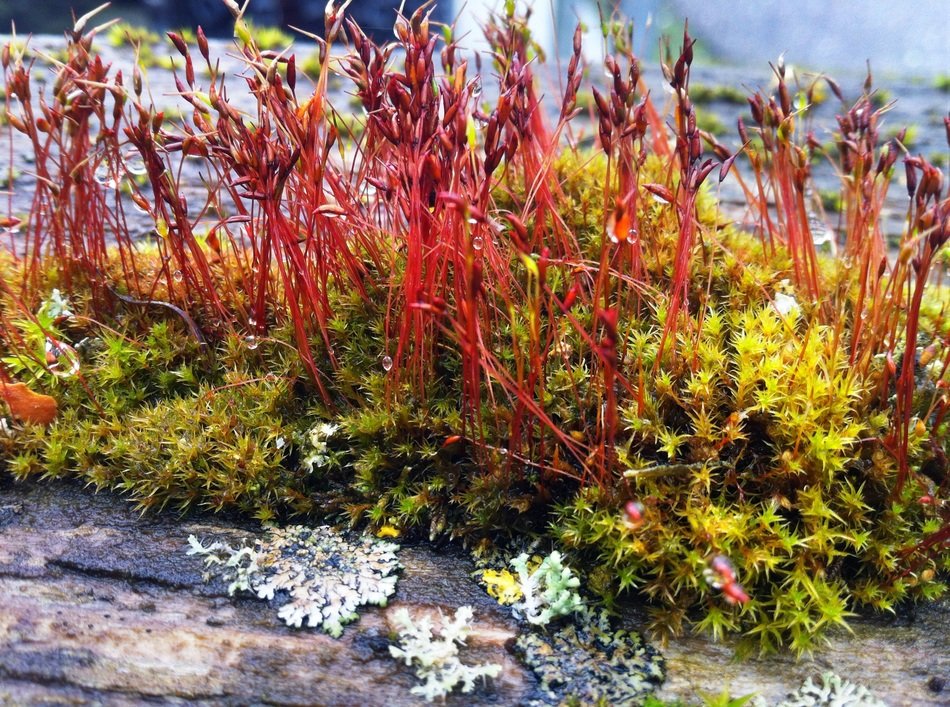 moss on the stone next to the flowers