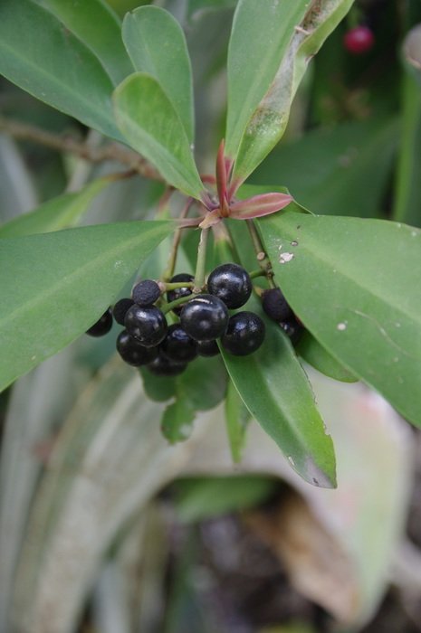 Rupe berries in nature