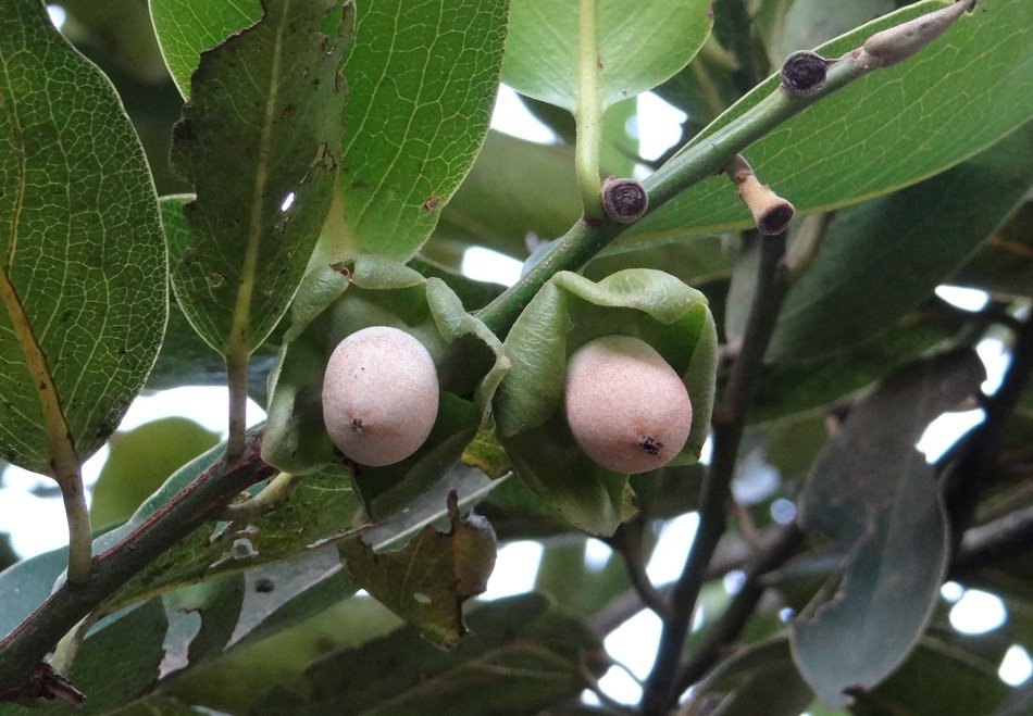 diospyros malabarica