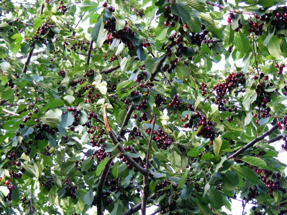 Red cherry on the tree in the orchard