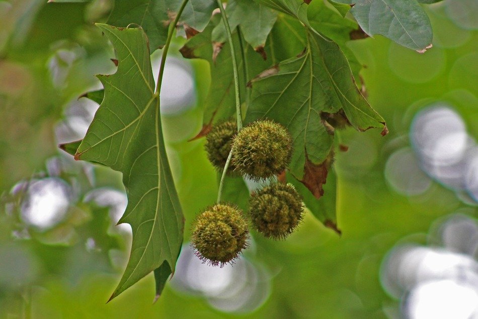fruits in a tree in the forest