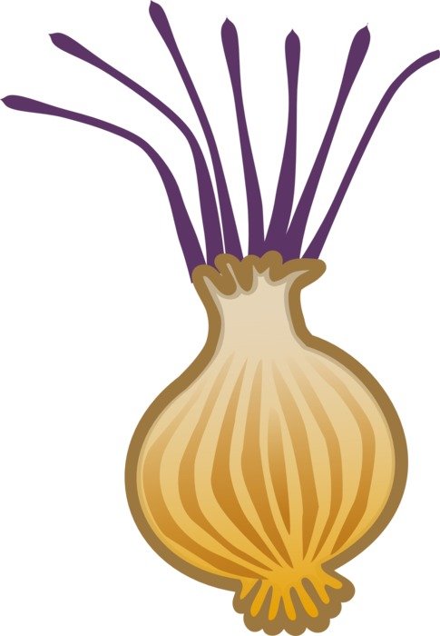 Picture of organic brown onion