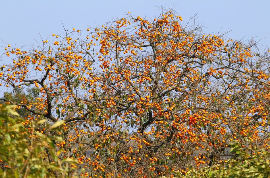 natural orange foliage on trees