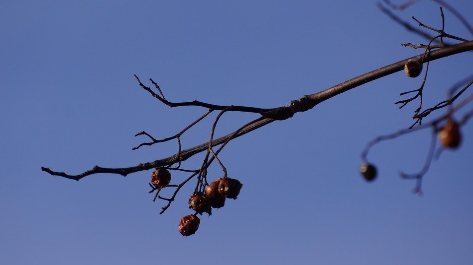 Bird food on the branch
