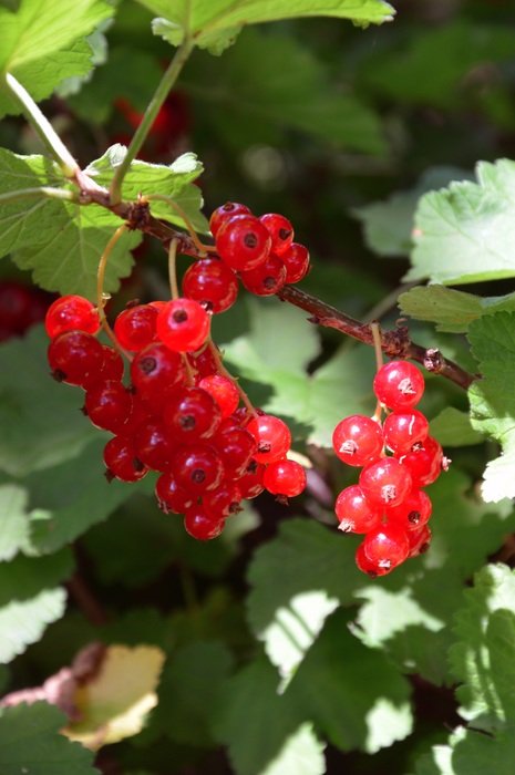 currant in the garden