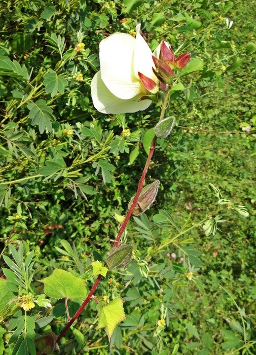 wild flower classified in the genus Abelmoschus