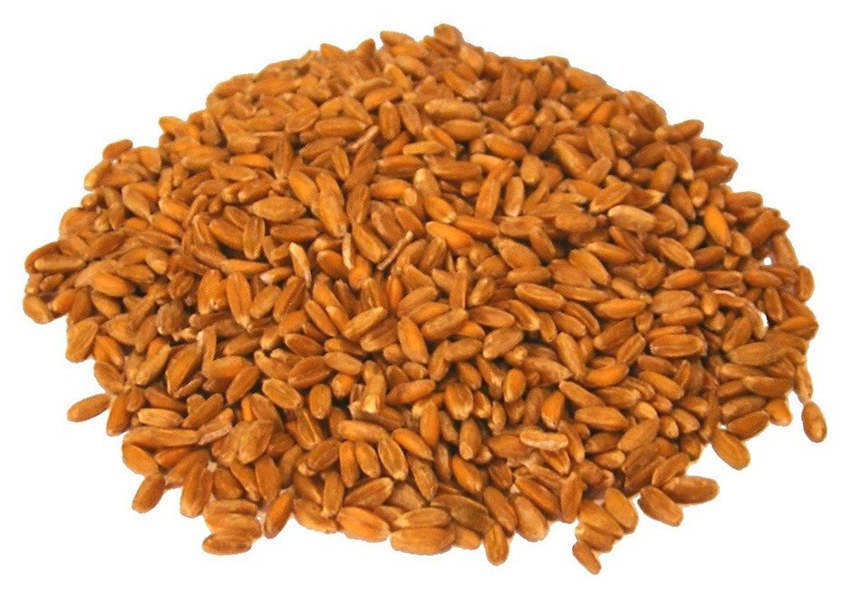 isolated barley grains