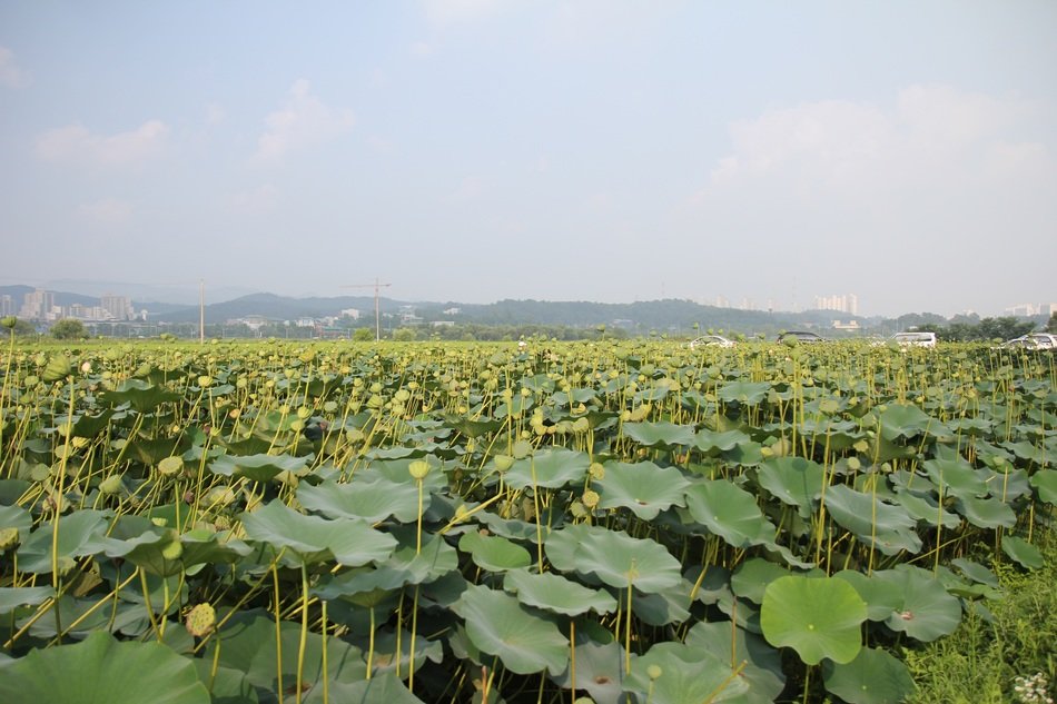 landscape of the green lotus field
