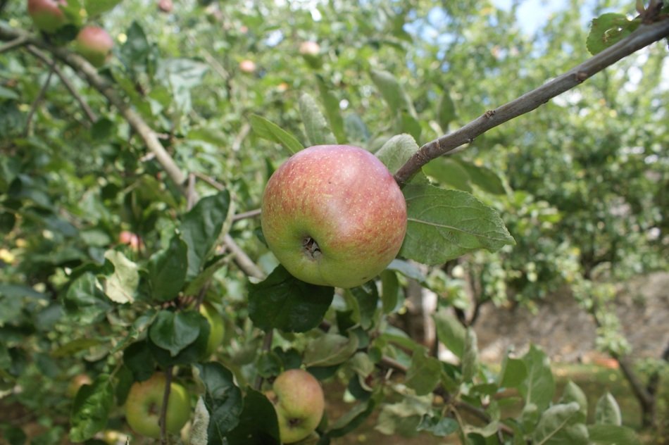 pink green apples in the garden