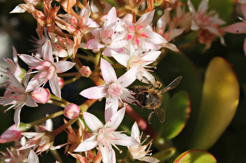 flowers on the branch in the garden