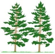 Pine Tree Clip Art N91