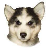 Husky Dog Head Clip Art N5