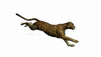 Cheetah Running Animation N2