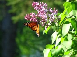 butterfly on the lilac bush