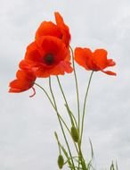 clipart of the Red Poppies Flowers