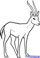 Gazelle Drawing