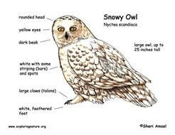 Snowy Owl Food Chain Diagram