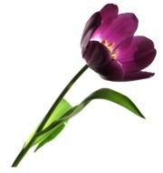 Thank You Clip Art Flowers N10