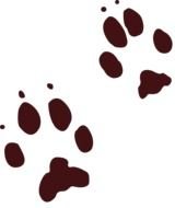 Fox Tracks drawing