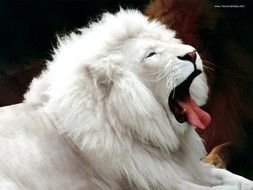 White Lion as a picture for a clipart