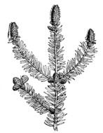 Black and white drawing of the pine tree clipart