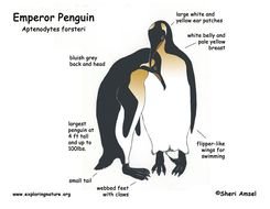 Emperor Penguin Body Diagram
