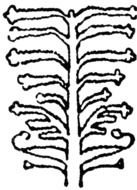 Tree Design drawing