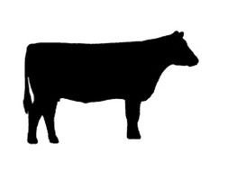 Beef Show Cows Logo drawing