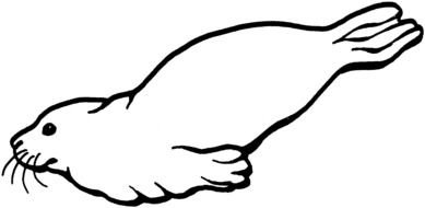 Seal Coloring Pages drawing