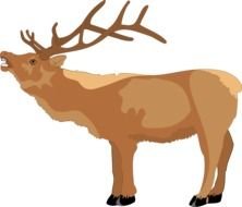 head deer drawing