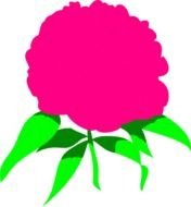 Pink Flower, peony, drawing