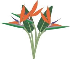 Bird Of Paradise, blooming plant at black background, drawing