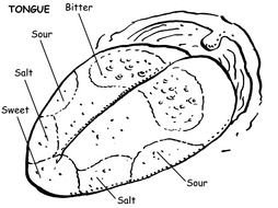 Clip art of Sense Of Taste Tongue