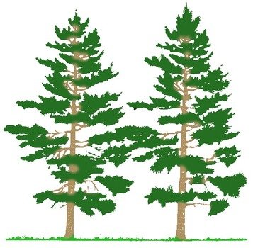 Pine Tree Clip Art N91