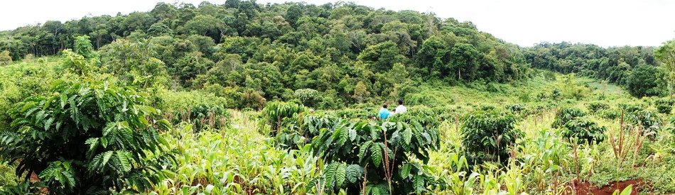Coffee Plantation as picture for clipart